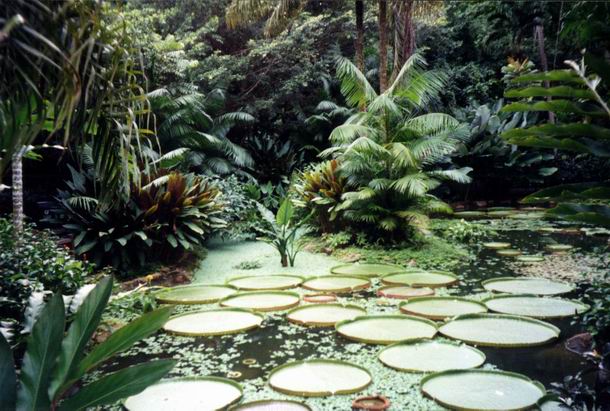 Leknové jazerá v Kráľovských botanických záhradách - Singapúr.