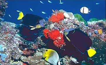Pohľad do podmorského sveta Veľkého Bariérového útesu.