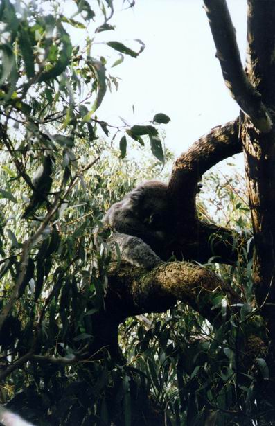 Koala sleeping on the branches.