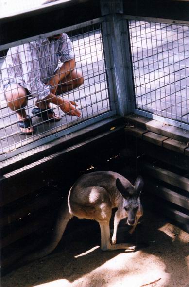 Ivan s kengurou - ZOO v Bundabergu.