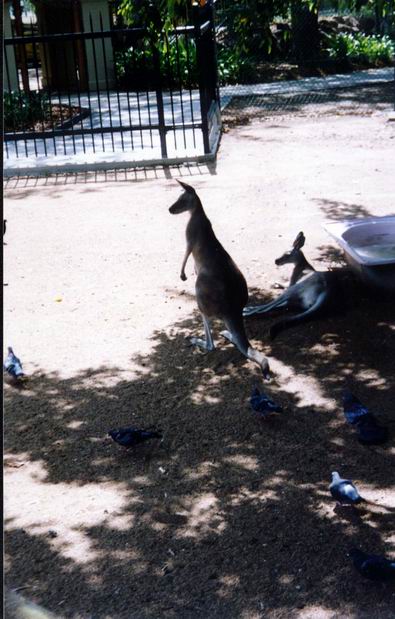 Kangaroo from Bundaberg ZOO.