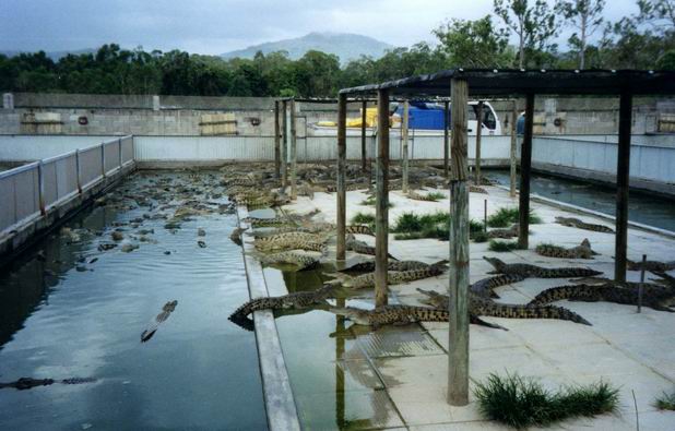 Krokodília farma pri Innsfail, neďaleko Jozefiných vodopádov, Queensland.