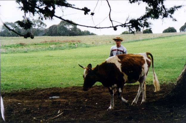 Catching a cow for a tail - Churchill Island.