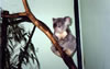 Dôstojný koala - Featherdale Wildlife Conservation, Sydney.