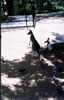 Moje jediné foto s kengurou z Bundabergu